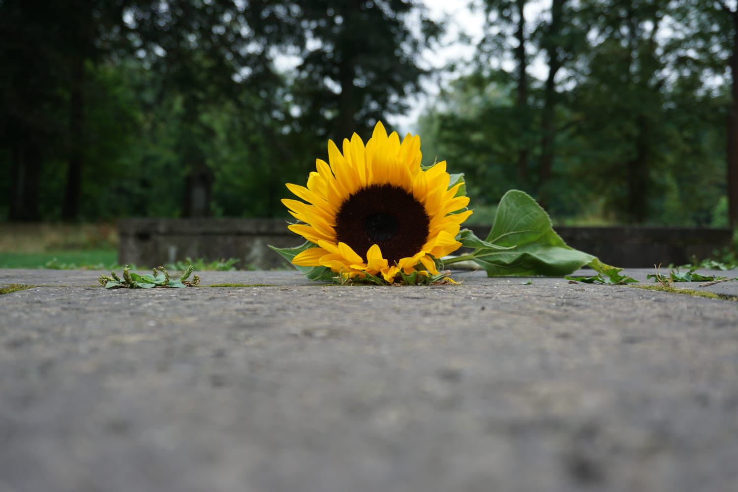 Naturfotografie: Sonnenblume auf Asphalt